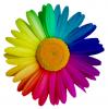fiore